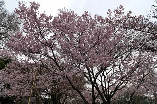 Cherry tree area (4)