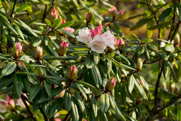 Closeup blossom (1)