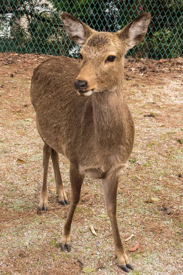 Deer (3)