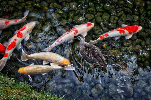 Ducks and fish