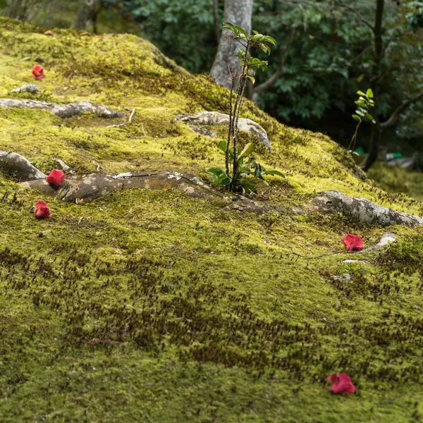 Flowers on moss