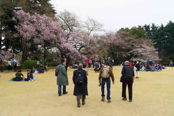 Japanese traditional garden (3)