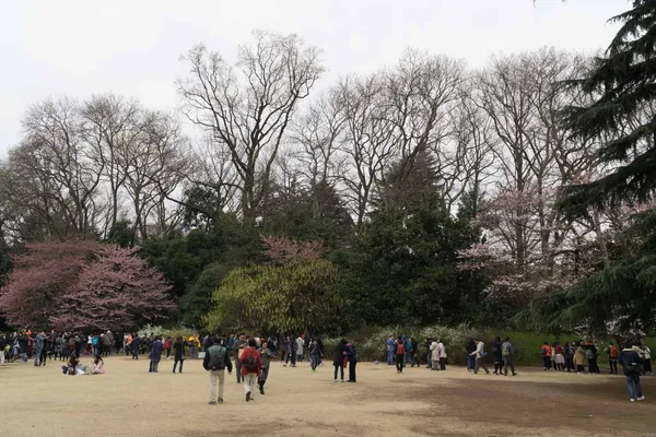 Lawn area