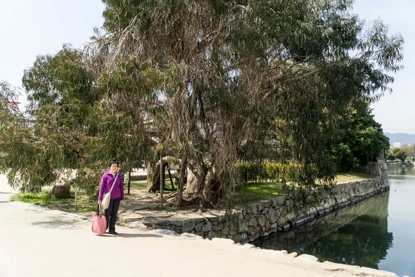 Lyn, Tree surviving atomic bomb blast