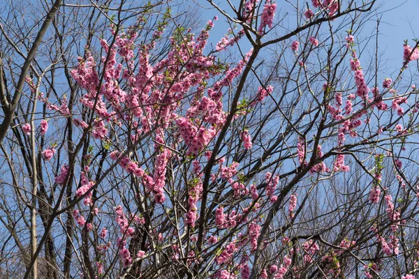 Mitaka spring blossom