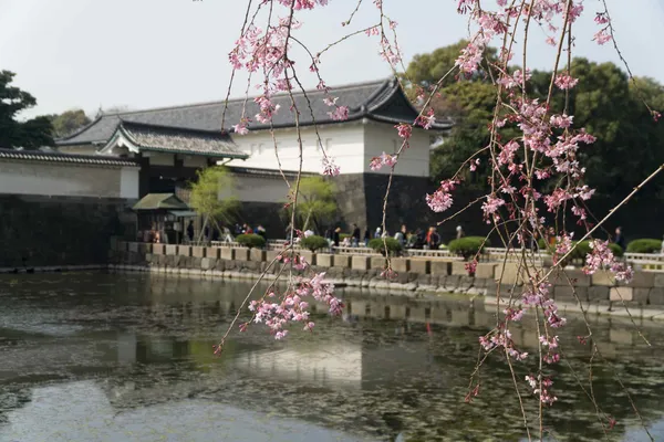 Otemon gate, cherry blossom