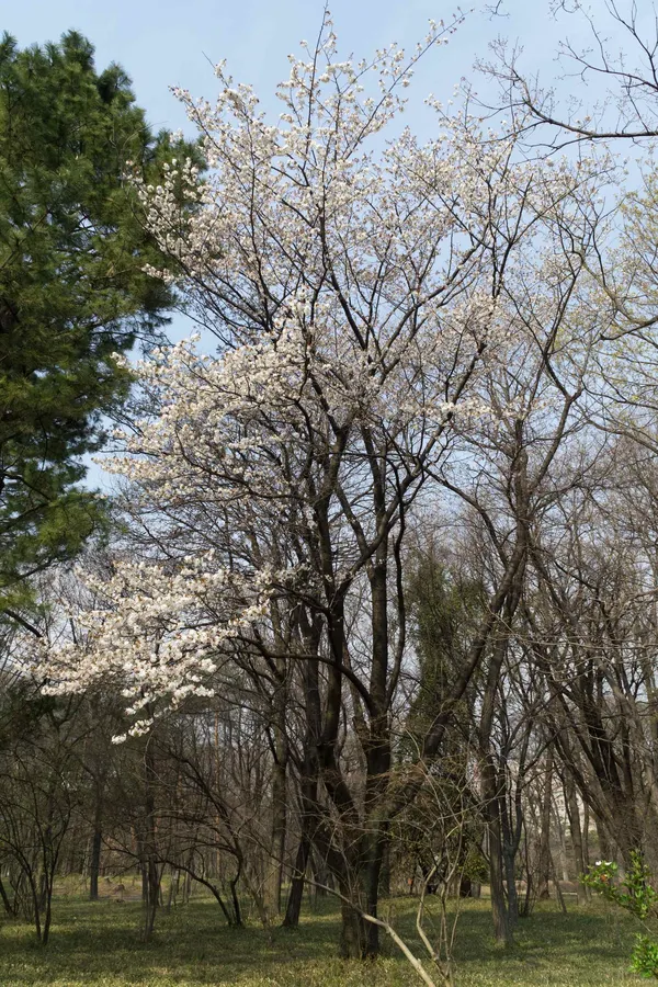 Pear blossom