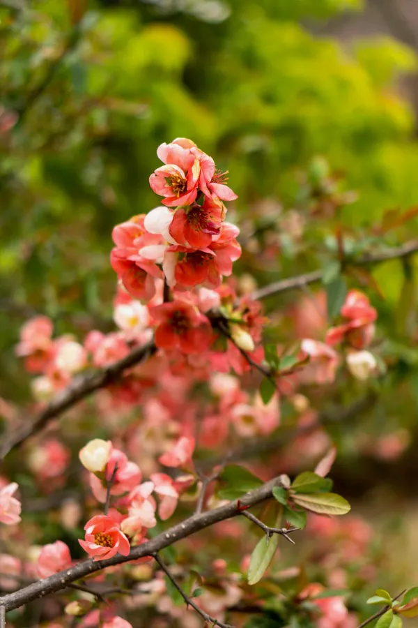 Pink blossoms (10)