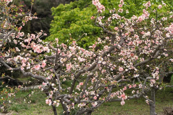 Pink blossoms (6)