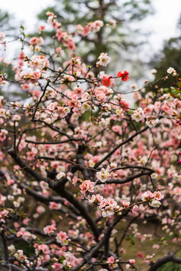 Pink blossoms (9)