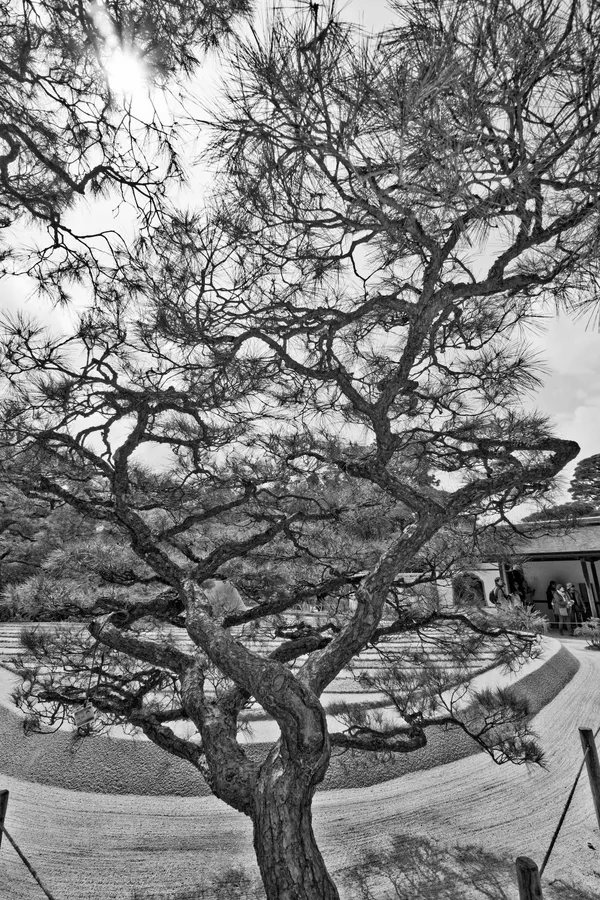 Tree at Ginshadan (1)
