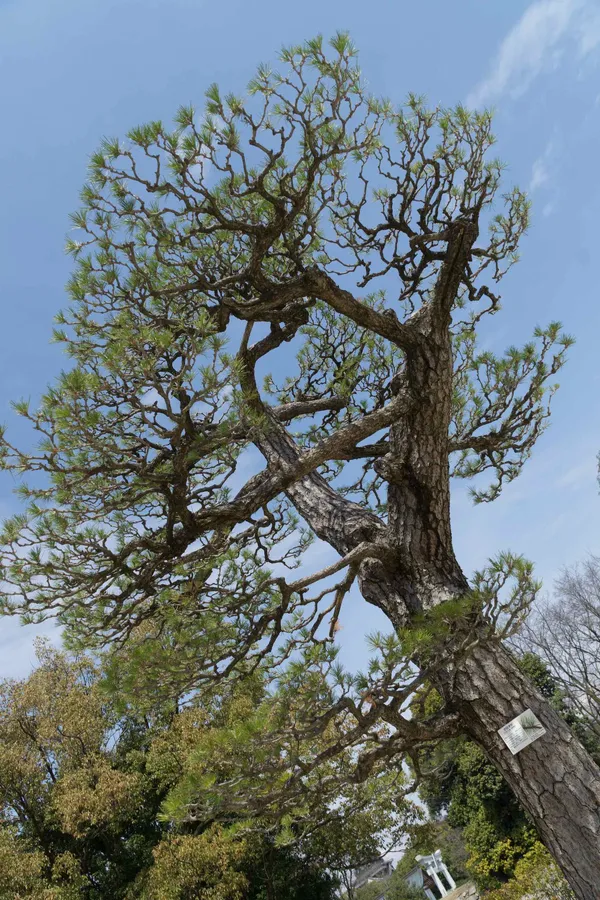 Tree surviving atomic bomb blast