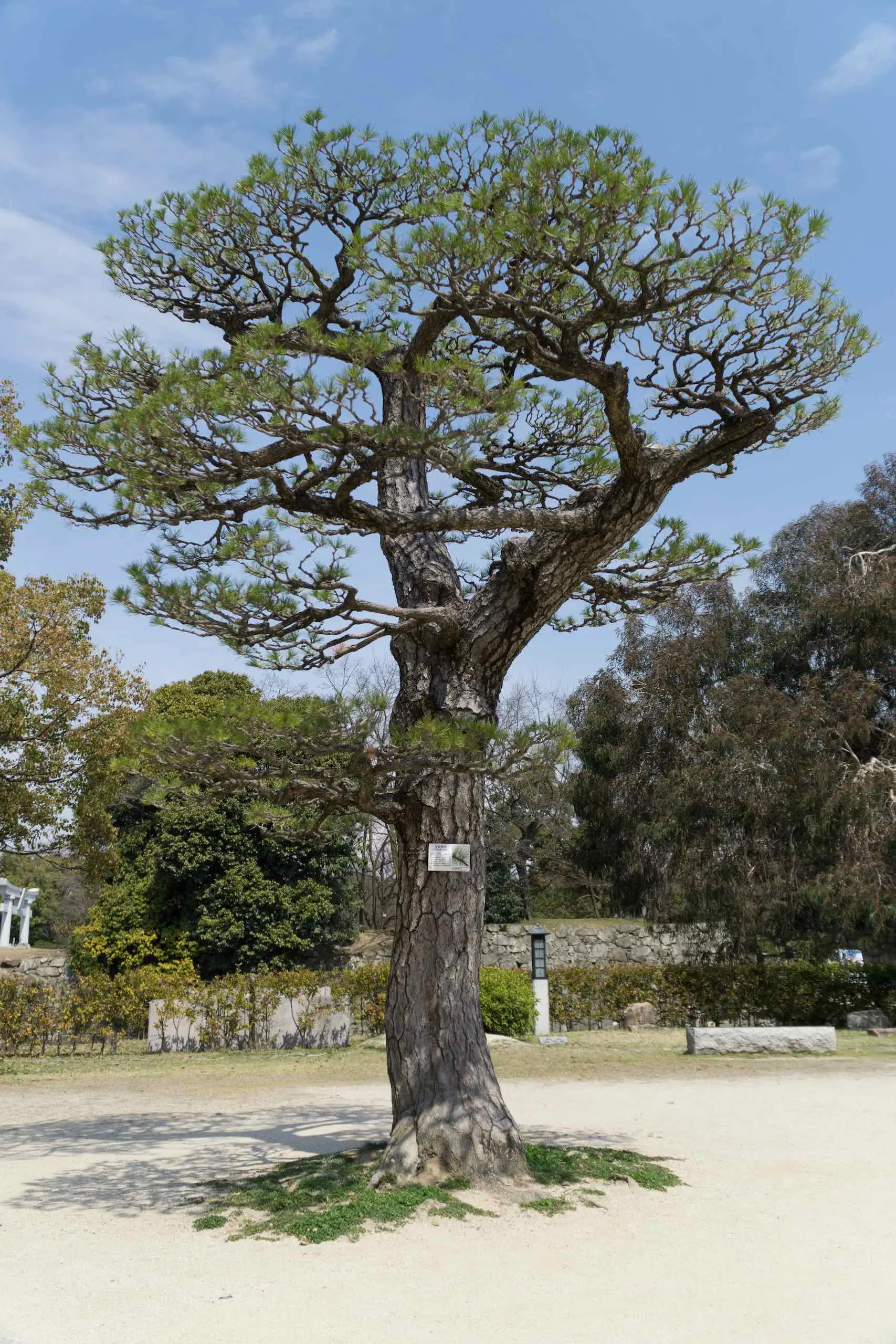 Tree surviving atomic bomb