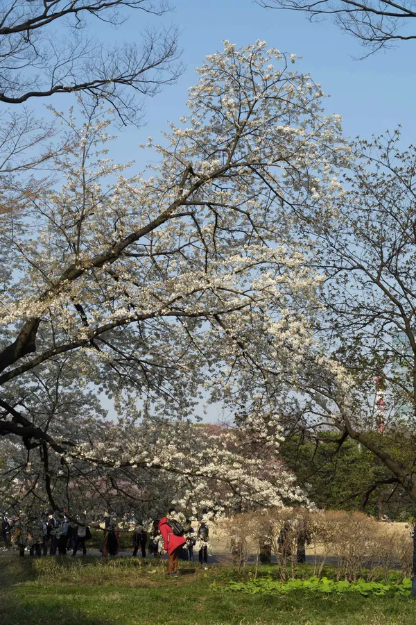 White blossom (2)