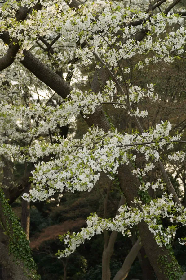 White blossom (3)