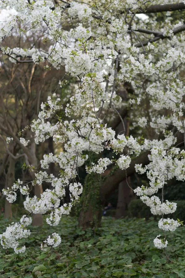 White blossom (4)