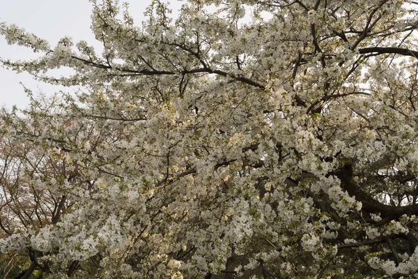 White blossom (8)