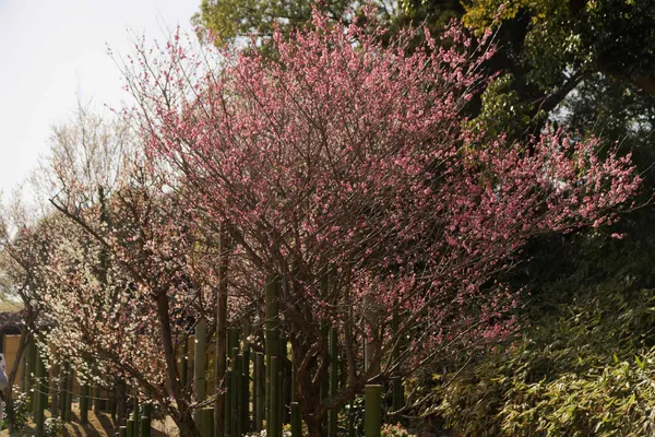 Blossom (6)