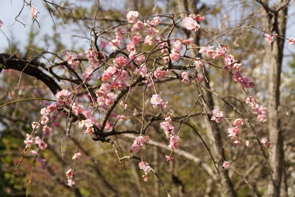 Garden of flowers (2)