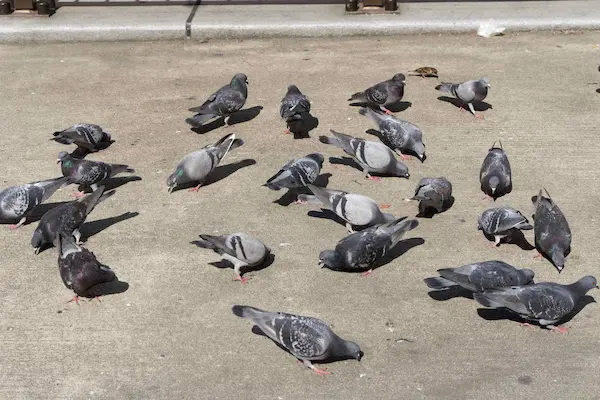 Pigeons