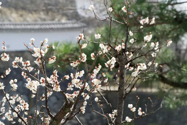 Sangoku bori moat (1)