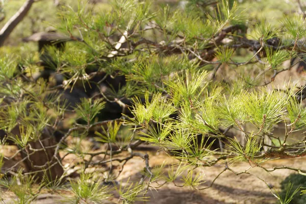 The garden of pine trees