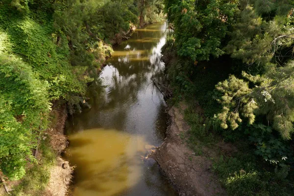 Muswellbrook (41)