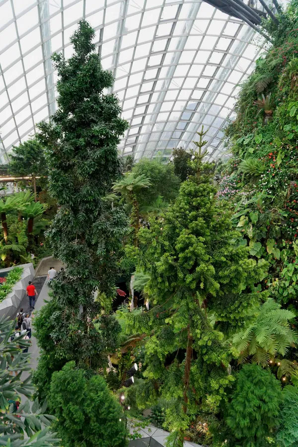 Cloud Forest (13)