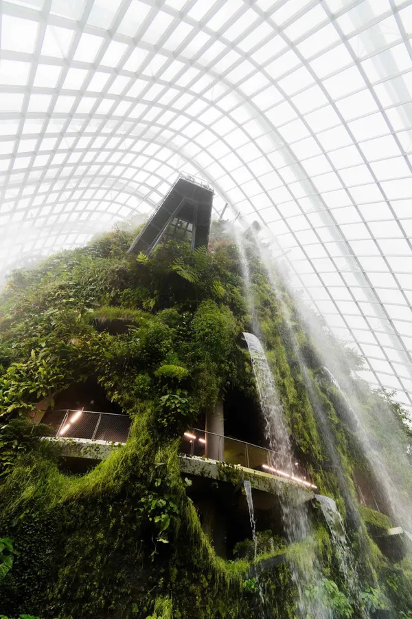 Cloud Forest