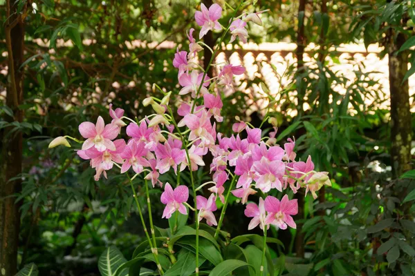 Dendrobium Chissano (1)