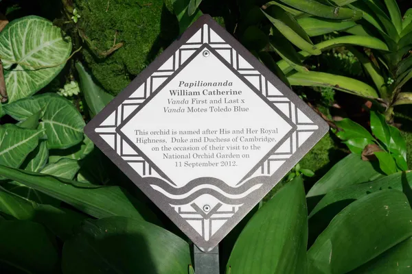 Papilionanda William Catherine (1)