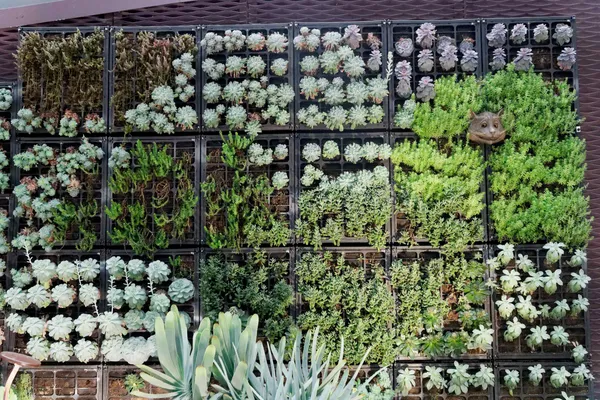 Succulent Garden (3)