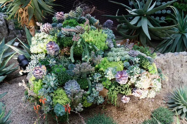 Succulent Garden (5)