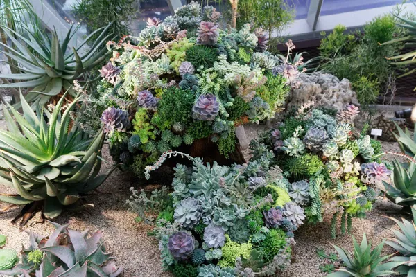 Succulent Garden (6)