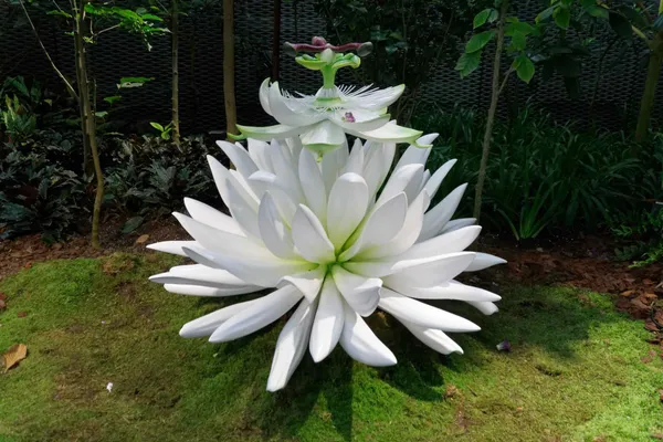 White flower