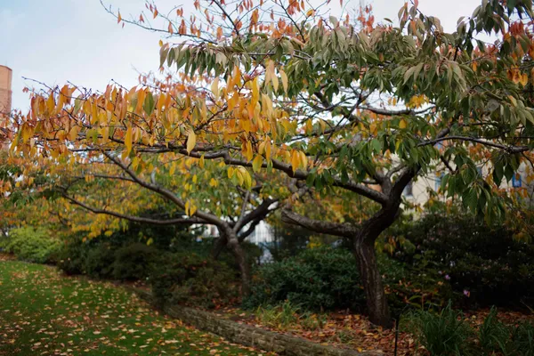 Autumn leaves