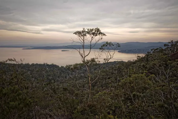 Coles Bay, tree