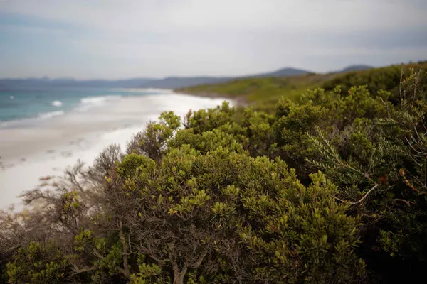 Friendly Beaches (3)