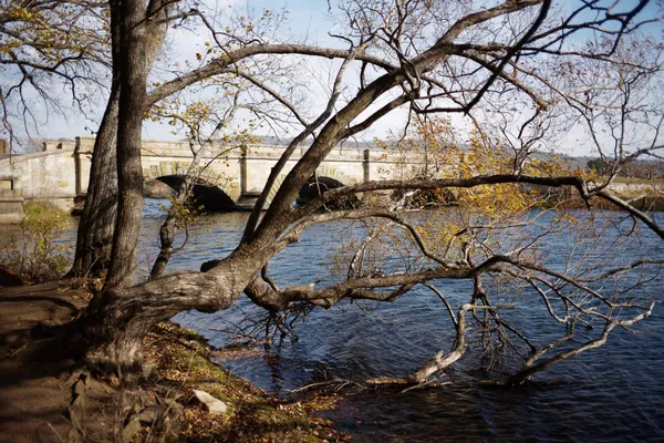 Ross Bridge tree