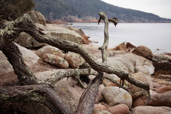 Sleepy Bay stumps