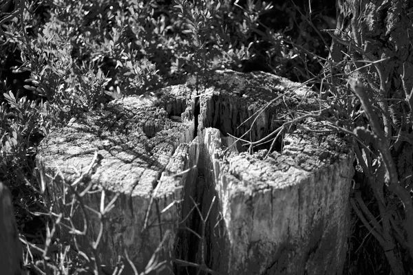 Stump B+W