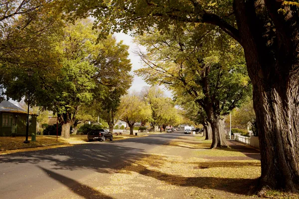 Tree lined Street