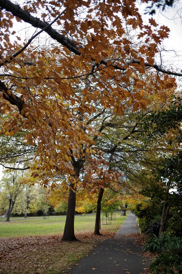 Tree lined lane, St David's Park