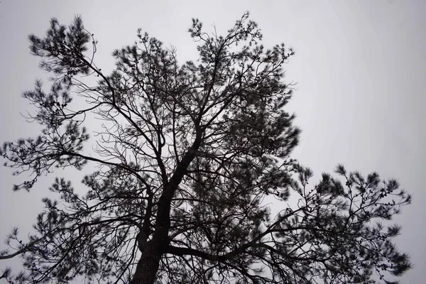 Tree, silhouette