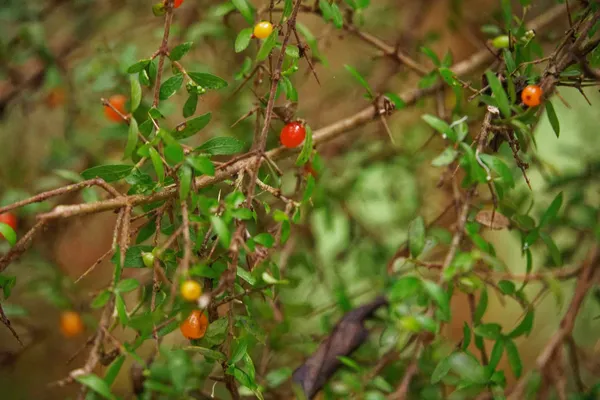 Berries