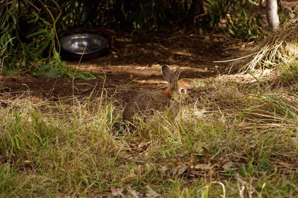 Bonorong Wildlife Sanctuary (10)