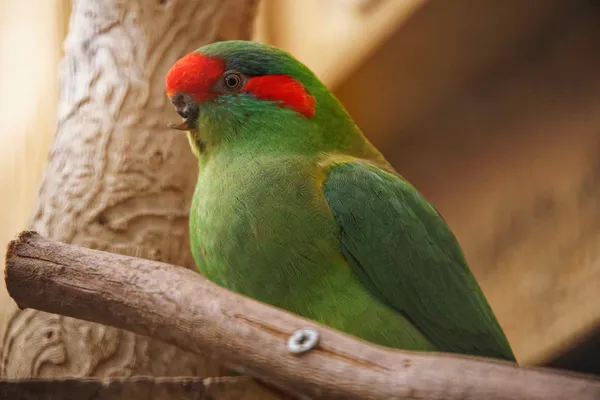 Bonorong Wildlife Sanctuary (8)