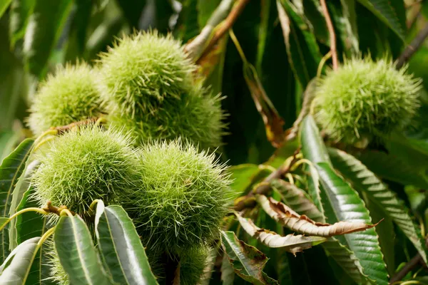 Chestnuts (1)