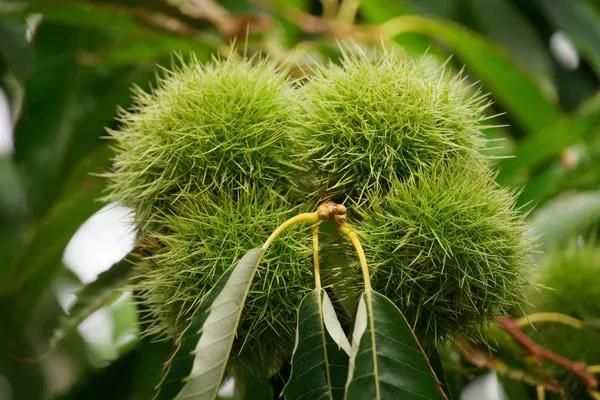 Chestnuts (2)