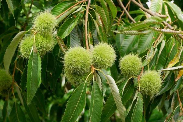 Chestnuts